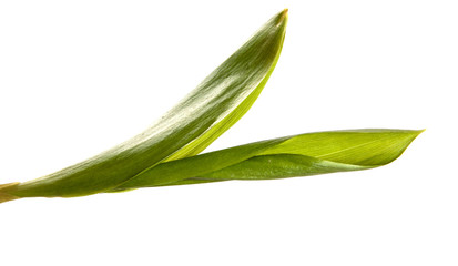 Obraz premium green lily of the valley leaves on a white background