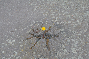Schöner Löwenzahn wächst durch die Straße