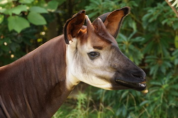 オカピ © swgwecp