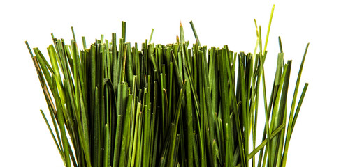 bunch of green lawn grass on a white background