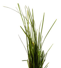 bunch of green lawn grass on a white background