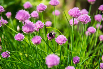 Obraz premium bee on a pink flowers in the garden