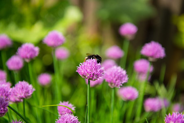 Fototapeta premium bee on a pink cosmos flowers