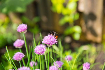 bee on a flower