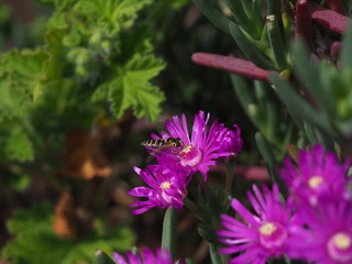 avispa en flor morada 