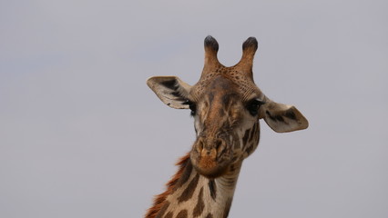 Giraffen Portrait in der Savanne in Ostafrika