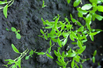 Growing the parsley.