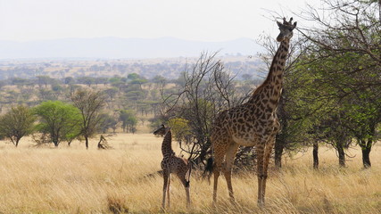 Giraffenkuh mit Jungtier, Baby, in der Savanne in Ostafrika