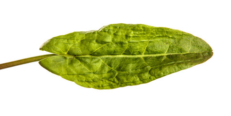 green sorrel leaves on a white background