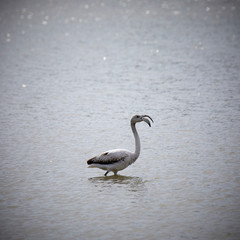 Flamingo at the Salinas in San Pedro del Pinatar, Spain.