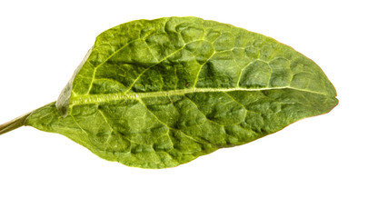 green sorrel leaves on a white background