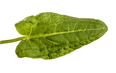 green sorrel leaves on a white background