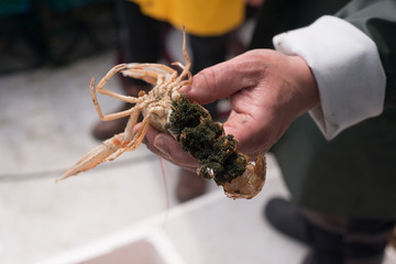 freshly caught seafood