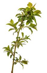 tree branch with young green leaves on a white background