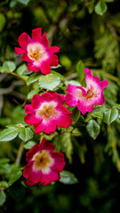 Flores rosas al sol en jardín