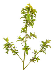 tree branch with young green leaves on a white background