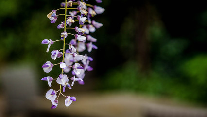 Flores violetas en jardín 