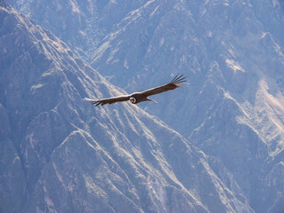 Condor With Spread Wings next to the mountains