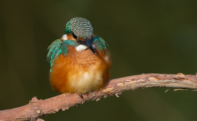 Common Kingfisher, Alcedo atthis. A very beautiful and bright bird sits on an old branch above the river. The bird swelled like a ball