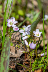 Pretty Little Wildflowers