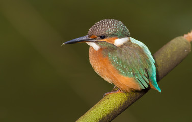 Common Kingfisher, Alcedo atthis. The bird sits on a cattail