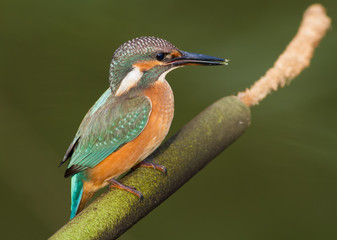Common Kingfisher, Alcedo atthis. The bird sits on a cattail