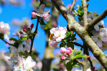 abeille autour du pommier