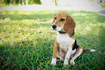 Cute beagle dog sitting in the lawn.