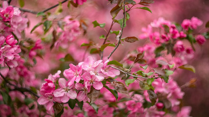 Fototapeta na wymiar blooming pink flowers Apple tree in the spring garden. Floral natural background