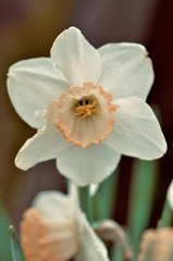 flower of a narcissus