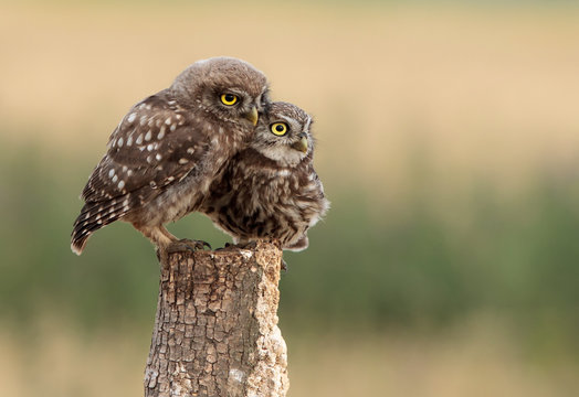Two Owl Cubs, Owls (Strigiformes) On The Branch.