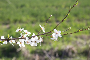 The first flowers bloomed in the garden