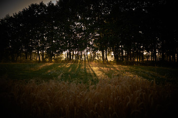 Las, łąka i zboże © barytek