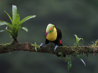 Fischertukan in Costa Rica © Hawi