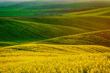 Rapeseed yellow green field in spring