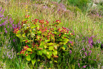 Blut Johanniskraut, Hypericum androsaemum, in den Hügeln der Isle of Skye