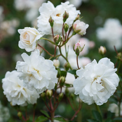 Bush of white roses blooms in the garden