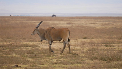 Naklejka na ściany i meble Elenantilope, Antilope, Riesenantilope in der Grassteppe Ostafrikas , Serengeti, Tansania