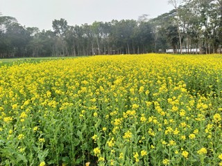 Fototapeta premium Mustard seed