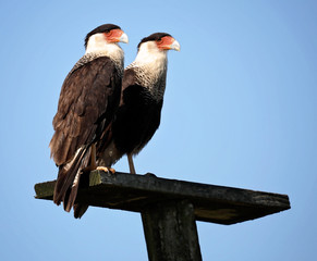 A pair of Caracara sit atop an observation perch..