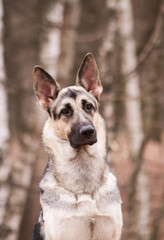 East europe shepherd posing outside. Happy dog in the park