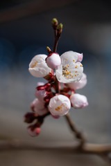 blooming cherry twig in may