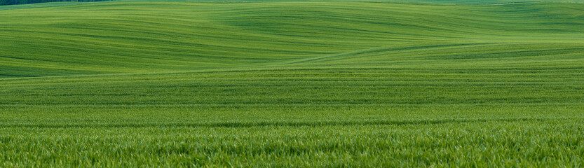 Obraz na płótnie Canvas Wielkie zielone pole