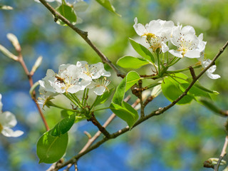 apple tree blossom