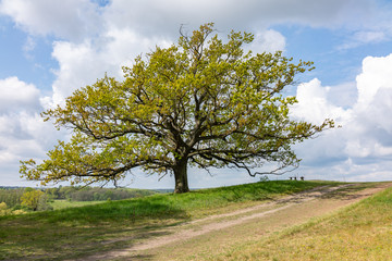 Fototapeta na wymiar tree in the field isolated