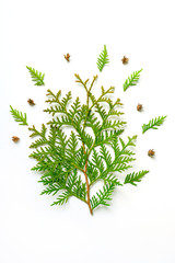 composition of twigs of thuja and tiny cones isolated on a white background. Christmas card...