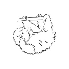 Sloth outline illustration, sloth, vector sketch illustration