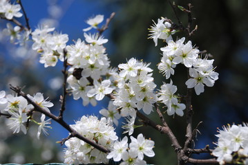 primavera