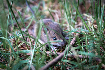 Niedliche kleine Waldmaus (Apodemus sylvaticus) ist eine wild lebende Maus in Parks, hat große Ohren und gute Augen und gilt als Forstschädling, da sie an Baumrinde nagt und Jungsamen frisst