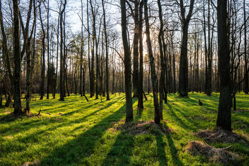 beautiful forest with green grass at sunrise, Czech Republic